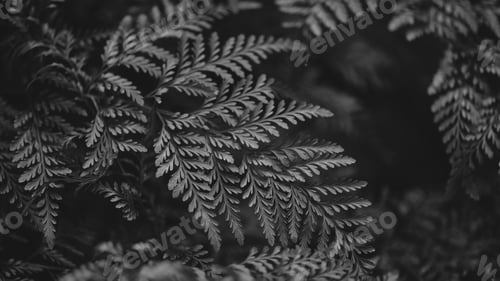 Preview: Fern leaf close up in bw nature background