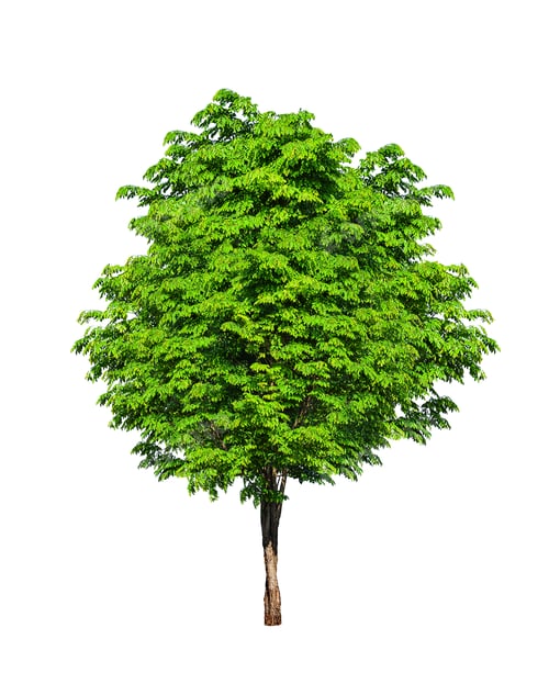 Preview: Tree isolated on white background.