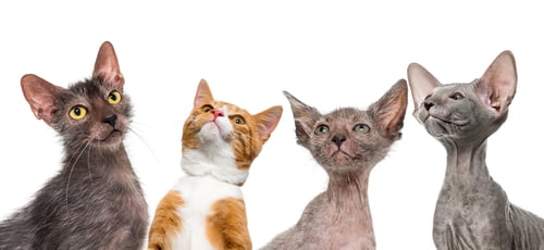 Preview: Group of cats and Kitten