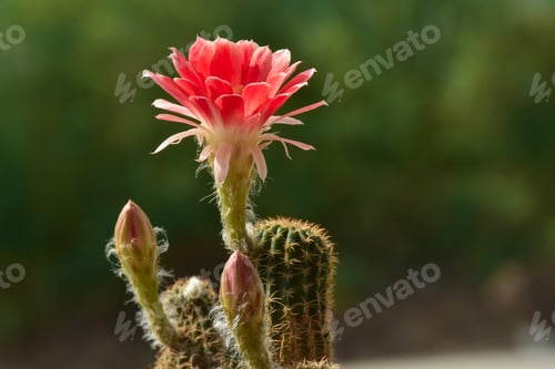 Preview: Red Cactus Flower Blooms in the Sunlight
