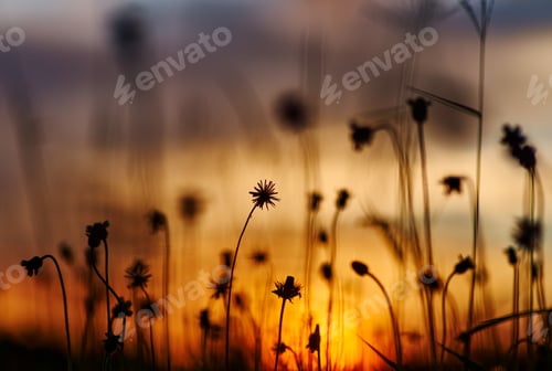 Preview: Sunset in the field