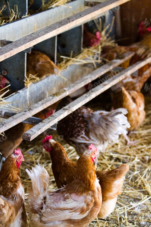 Preview: Free range chickens