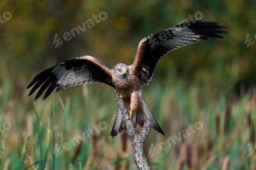 Preview: Red kite (Milvus milvus)