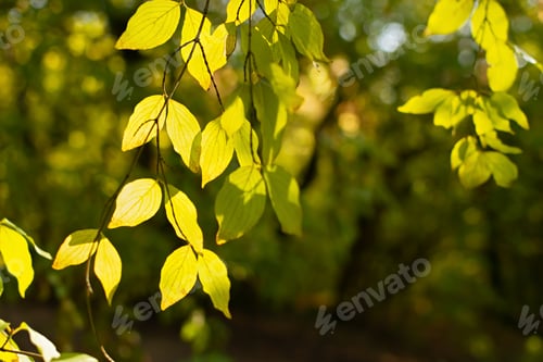 Preview: Yellow leaves are the sun.