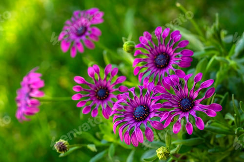 Preview: Osteospermum fruticosum flowers in full bloom