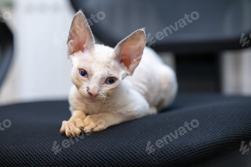 Preview: cute devon rex kitten sits on a chair and rests