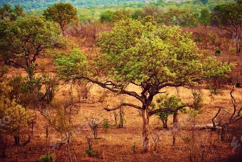 Preview: African landscapes. Shot of the African bush.