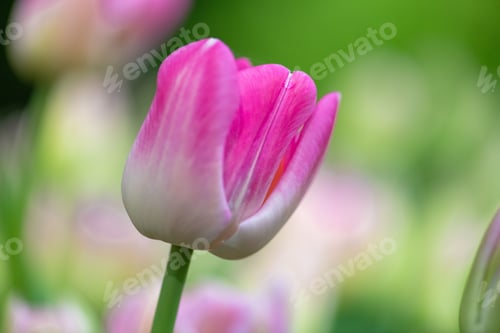 Preview: Closeup of a beautiful tulip on a blurred background in a garden