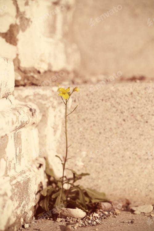 Preview: Lonely Flower Grows From Concrete Stone