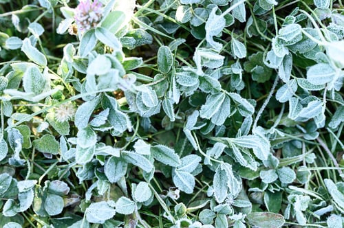 Preview: texture of frozen green clover grass with morning hoarfrost in garden at sunrise. natural background