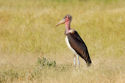 Preview: Marabou stork standing in grassland