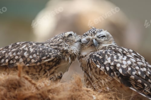 Preview: The burrowing owls (Athene cunicularia), also called the Shoco