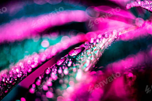 Preview: selective focus of schefflera leaf with pink color filter, on black