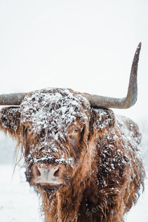 Preview: Scottish Highlander Cow Cattle covered with snow in nature 2022