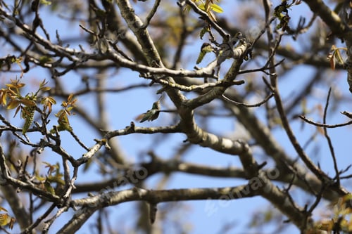Preview: Hummingbird amongst tree branches