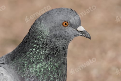 Preview: Portrait of a beautiful rock pigeon