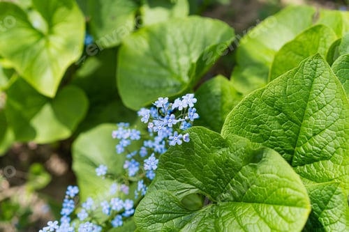 Preview: Beautiful photo of forget-me-nots close-up. Myosotis.