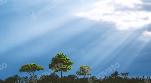 Preview: Sunrays shining through the overcast cloudy sky over row of green trees in natural background