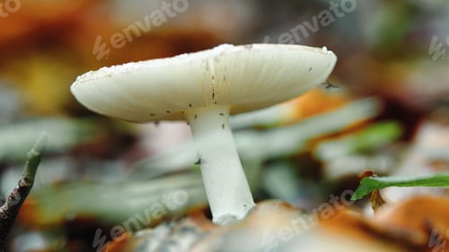 Preview: Mountain mushrooms. Close up macro shot