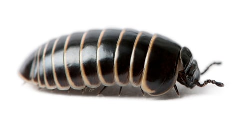 Preview: Glomeris marginata. Is a common European species of pill millipede