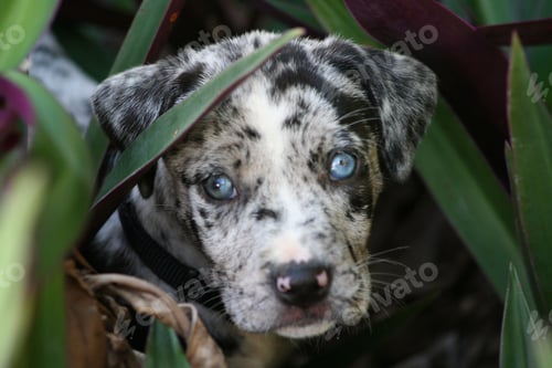 Preview: Adorable Catahoula Leopard puppy lying on the lush green grass of an outdoor yard