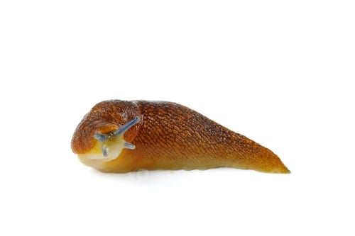 Preview: Slug snail portrait on white background