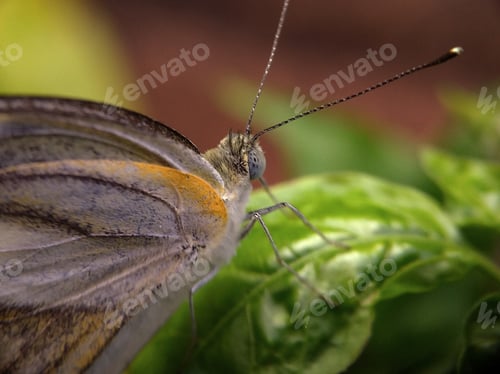 Preview: Butterfly, nature background photo