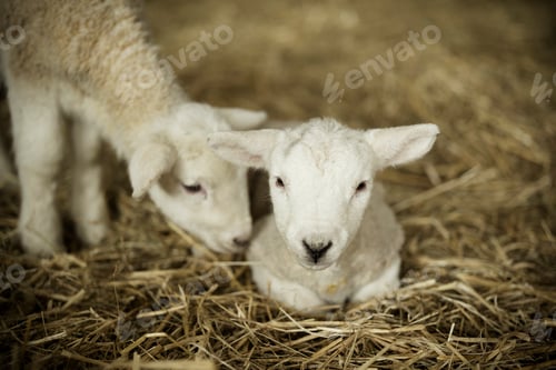 Preview: Newborn lambs, two white lambs in a lambing shed.