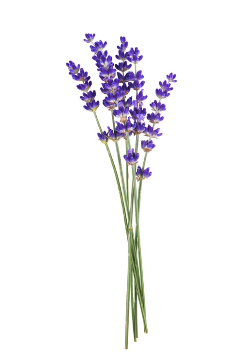 Preview: Fresh Lavender Bouquet Isolated On White Background, Natural Aromatic Herb For Wellness And Decor