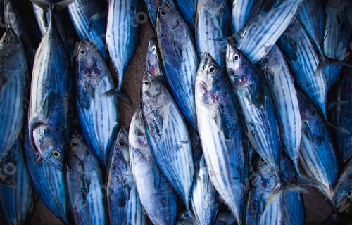 Preview: flat lay of fresh fish on the market