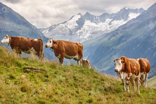 Preview: Cows grazing in pasture. Farming. Tirol region. Austrian alps.