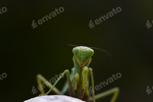 Preview: Close up shot of green mantis on nature background. Predatory insect.