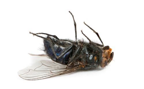 Preview: Dead fly lying on its back, isolated on white