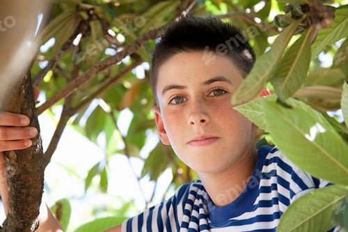 Preview: Boy climbing tree, portrait