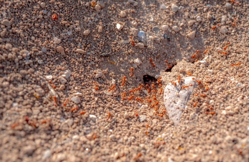Preview: Macro shot of wild red fire ants in their desert anthill