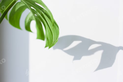 Preview: green monstera deliciosa leaves closeup