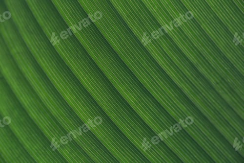 Preview: Close up of macro detailed natural leaf texture in diagonal lines