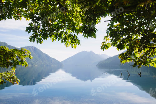 Preview: Big Leaf maple tree framing Lake Crescent in Calallam County, Washington, USA