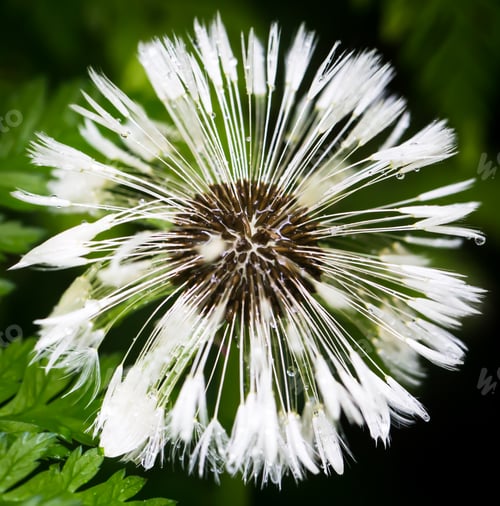 Preview: beautiful drops on flower, macro shot