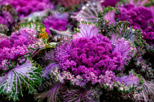Preview: decorative cabbage purple lace flower blossom, closeup with dew drops, selective focus