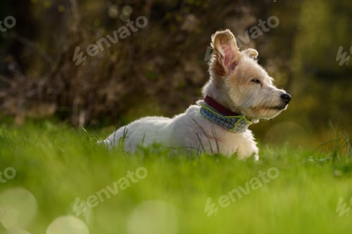 Preview: Cute white dog