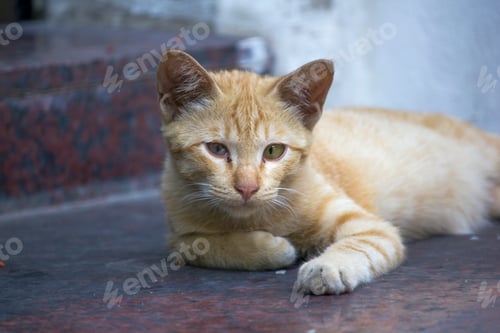 Preview: Brown cats lying on the floor looking.