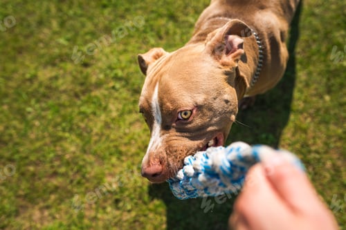 Preview: Dog beagle Pulls Toy and Tug-of-War Game