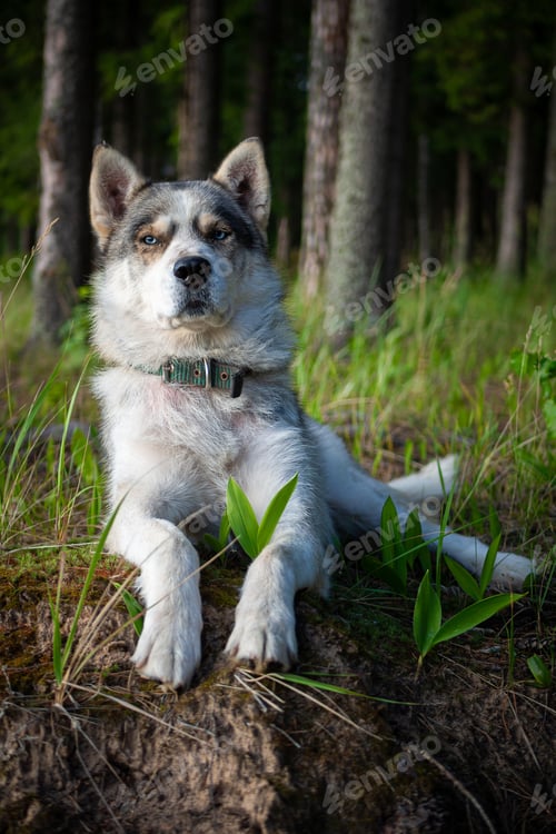 Preview: Portrait of a Siberian dog breed during sunset in a meadow.