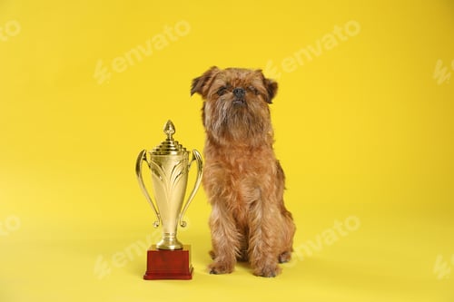 Preview: Cute Brussels Griffon dog with champion trophy on yellow background
