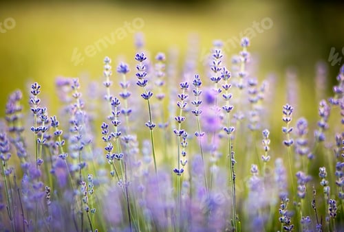 Preview: Herbal lavender flowers
