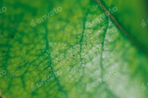 Preview: Texture of a green leaf as background sunny day macro photo