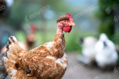 Preview: Chicken feeding on traditional rural barnyard. Hens on barn yard in eco farm. Free range poultry