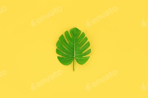 Preview: Tropical palm monstera leaf lies on a pastel colored paper. Minimal nature su