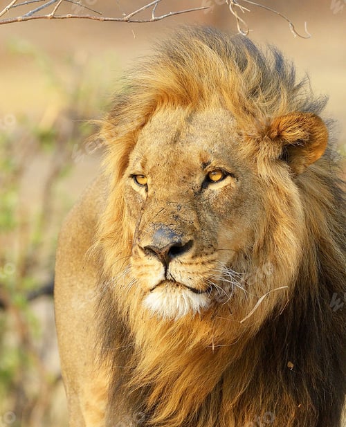 Preview: A Beautiful wildlife in the World
